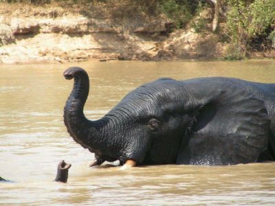 Elephant au Mole Park, Ghana | Captain Africa
